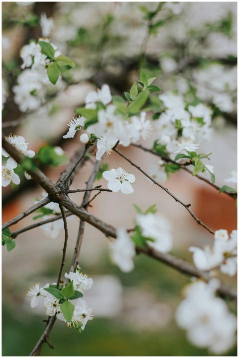 Close-up of vibrant white blossoms on a tree branc