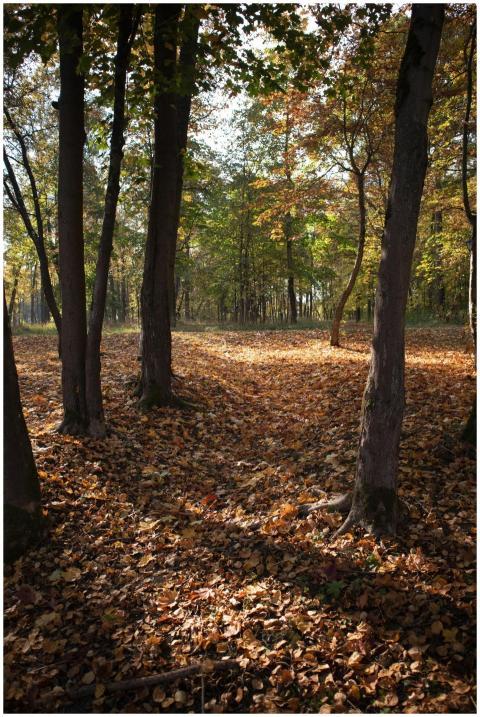 Peaceful wooded scene in fall with golden leaves c