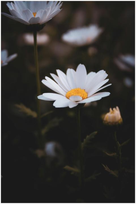 A detailed close-up of a blooming white daisy in a