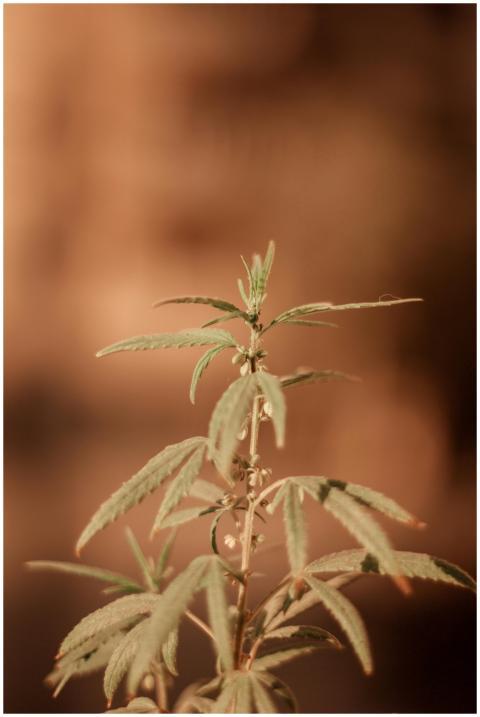 Close-up of a dried plant against a blurred warm b