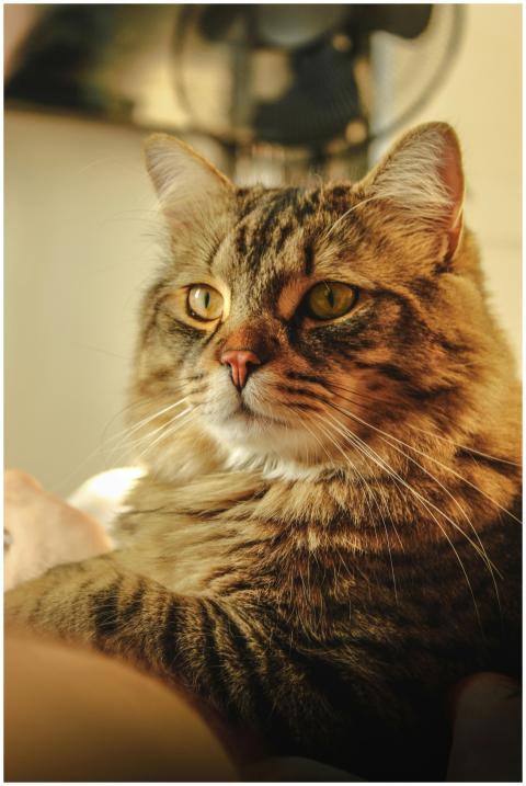 Charming close-up of a fluffy Maine Coon cat with