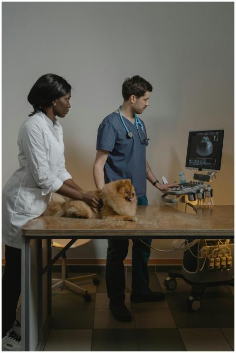 Veterinarians conduct an ultrasound exam on a Pome