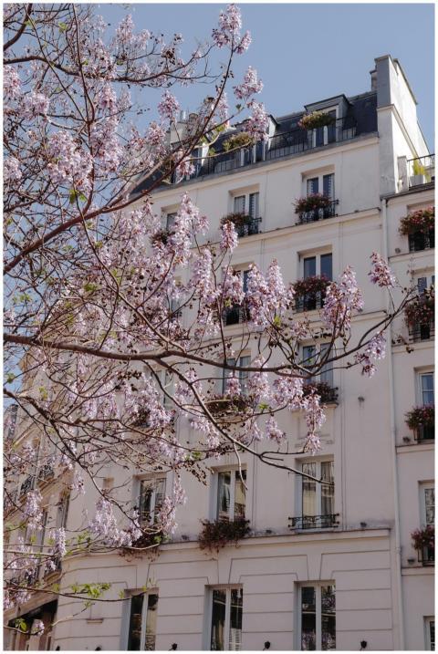 Elegant Parisian building framed by cherry blossom