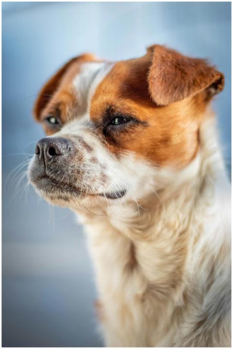Close-up shot of a brown and white dog showcasing