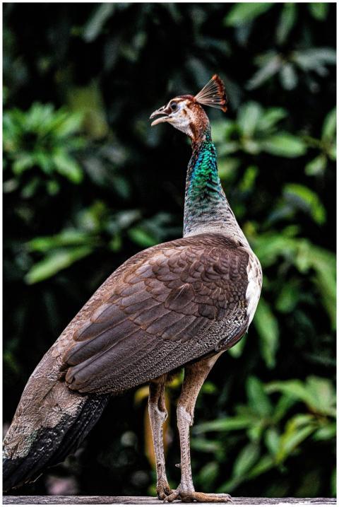 Portrait of a majestic female peafowl showcasing i