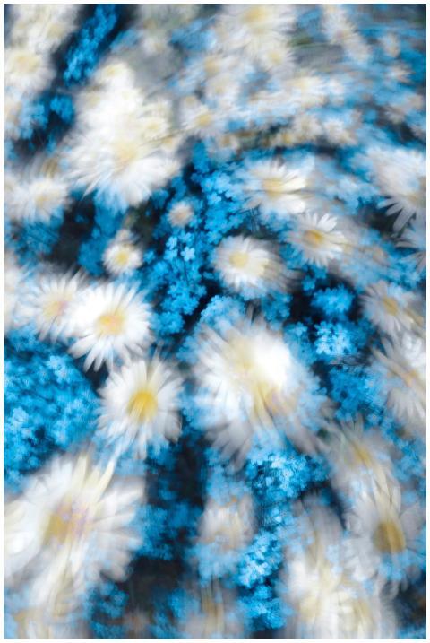 Artistic blurred image of white daisies with blue