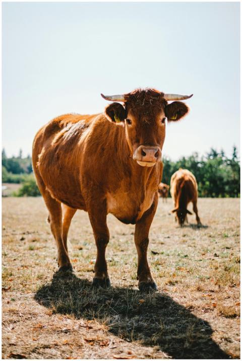 A close-up photograph of a brown cow grazing in a