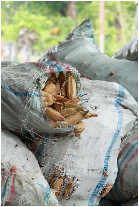 Close-up of harvested kapok pods in sacks, capture