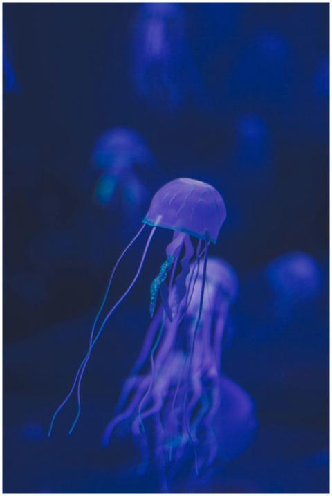 Close-up of a glowing jellyfish in a serene, dark
