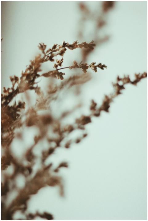 Close-up of delicate autumn branches with a soft b