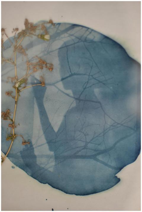 A cyanotype print featuring a delicate plant and a