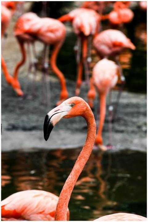 Close-up of vibrant pink flamingos wading graceful