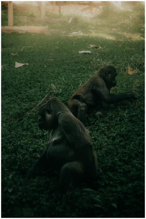 Two gorillas relaxing on grassy ground, a tranquil