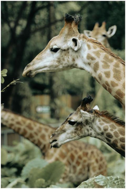 Close-up of giraffe heads in a lush outdoor settin