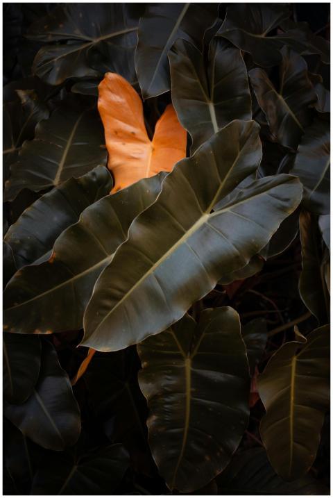 Lush green tropical leaves with a vibrant orange l