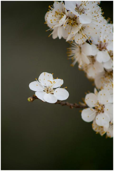 A close-up shot of delicate cherry blossom flowers