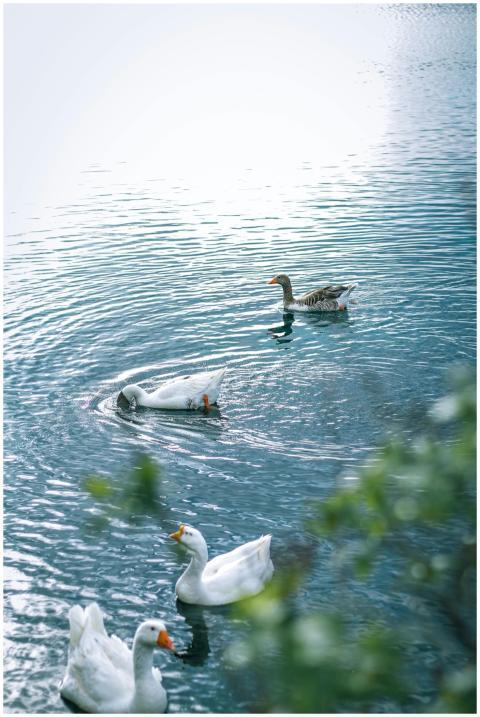A tranquil scene of ducks swimming gracefully in a