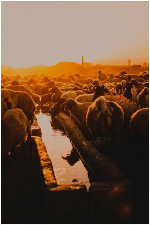 A picturesque view of a sheep herd gathering at su