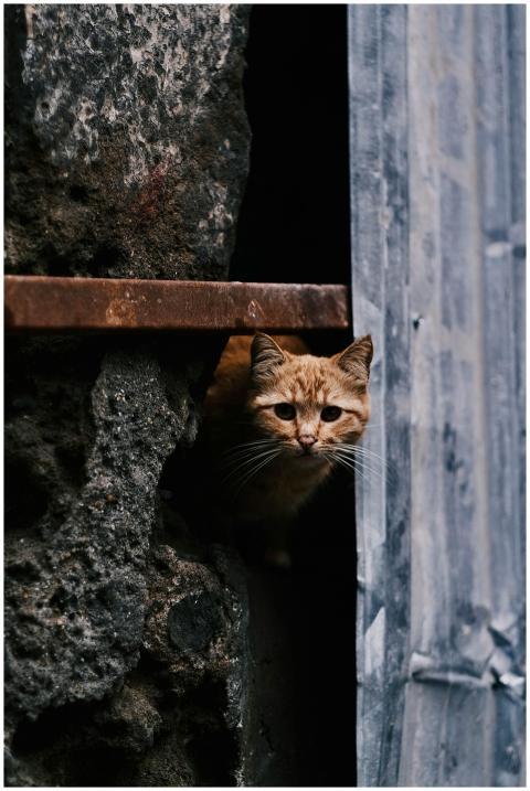 Ginger cat peeking from a rustic, textured wall. P