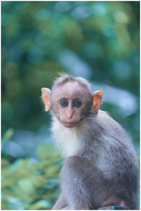 A cute young macaque monkey looking directly at th