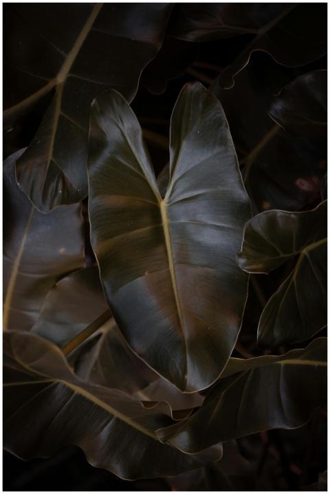 Moody dark close-up of monstera leaves showcasing