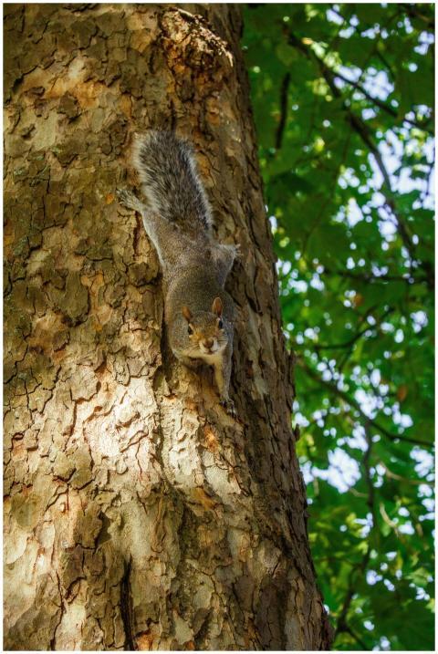 Free stock photo of brown squirrel, city of london