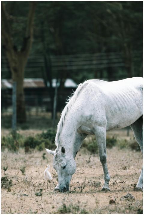 A white horse grazes peacefully beside an egret in