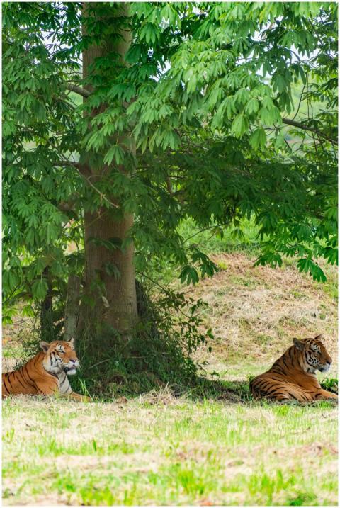 Two majestic tigers resting under a tree in a lush