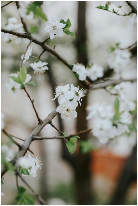 Close-up of white blossoms during spring, capturin