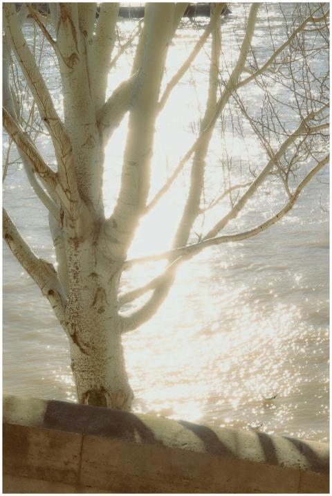 A tranquil sunlit tree reflecting on the calm rive