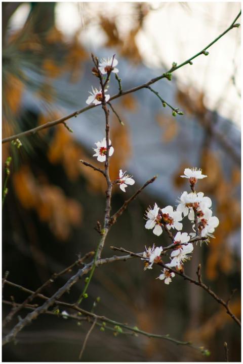 Close-up of cherry blossoms on branches with blurr