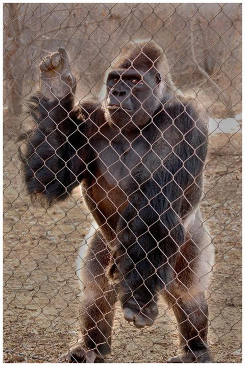 A gorilla standing behind a chain link fence in a