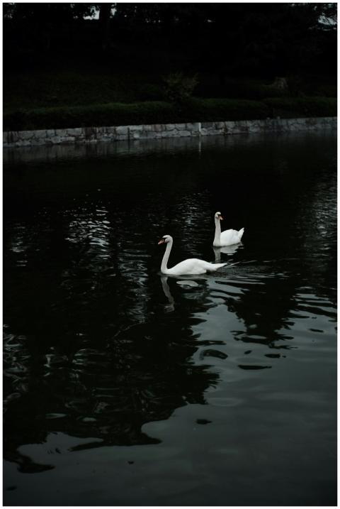 Two elegant swans glide on a tranquil lake, reflec