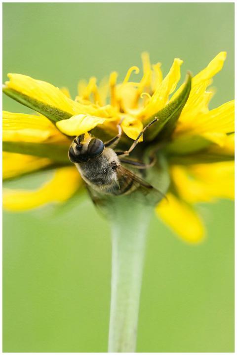 Close-up of a bee on a vibrant yellow flower in an