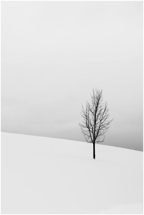 A solitary tree stands in a snowy landscape, captu