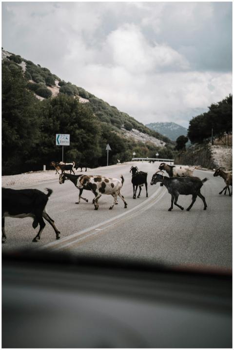 A herd of goats crossing a rural road in the count