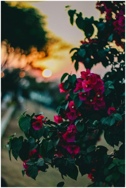 Close-up of pink bougainvillea flowers with a suns