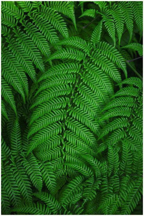 Vibrant close-up of lush green fern leaves showing