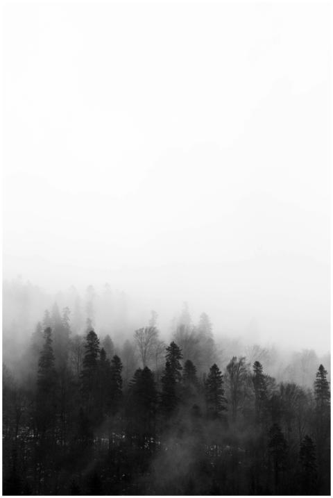 A captivating black and white view of a foggy fore