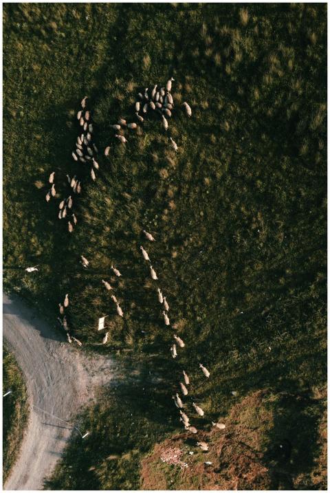 Drone capture of a sheep flock grazing on lush gre