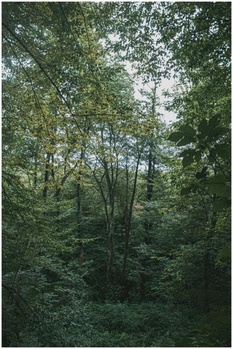 Serene dense forest with abundant green foliage, c