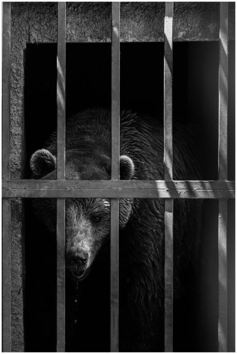 A somber black and white portrait of a brown bear