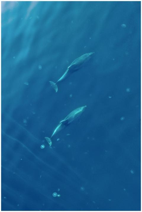 A breathtaking aerial view of two dolphins gracefu