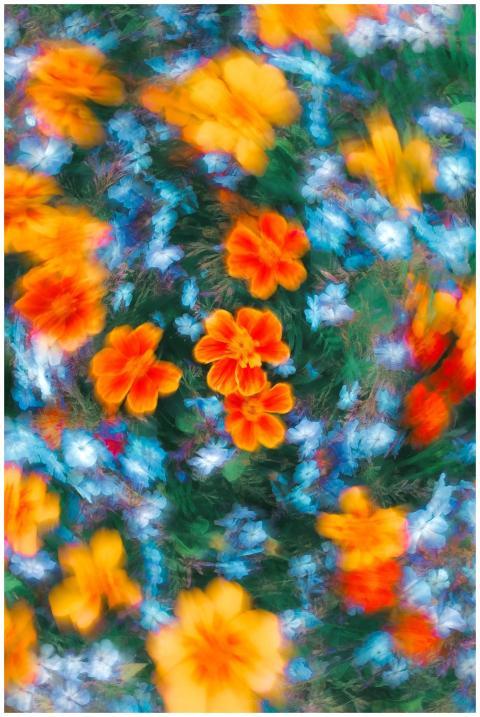 Colorful abstract image of vibrant flowers in blur