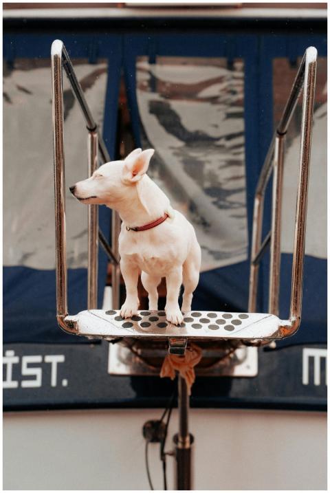 A white dog stands confidently on a metal platform