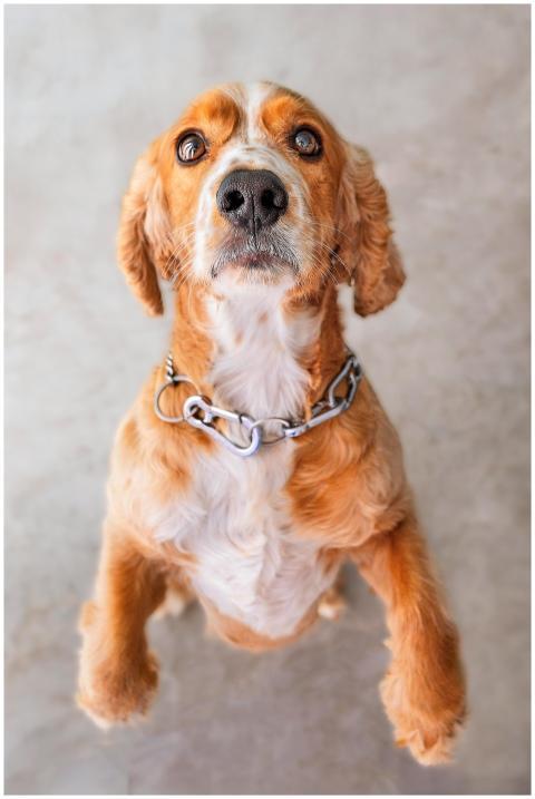 Adorable Cocker Spaniel standing on hind legs indo