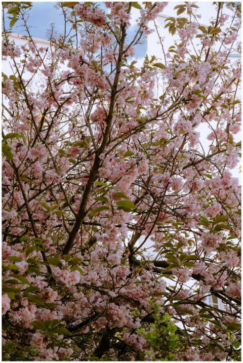 Beautiful cherry blossom tree in full bloom on a s