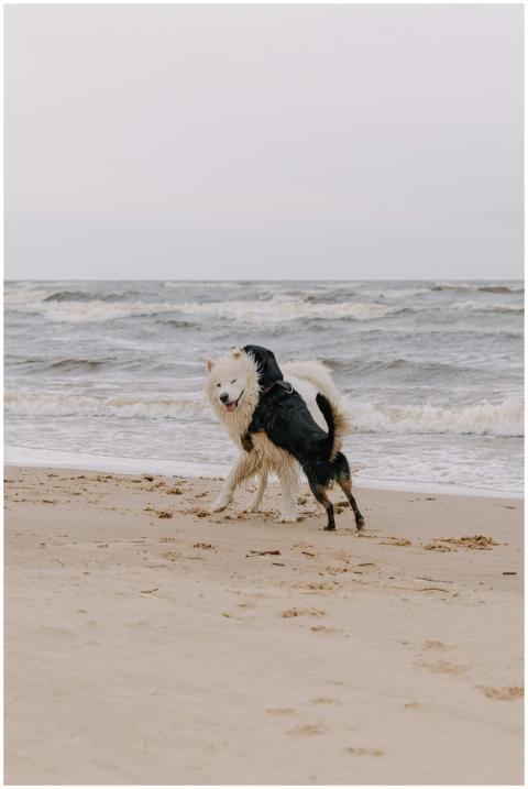 Two playful dogs having fun on a beach with waves