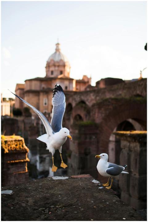 Two seagulls perch at the historic Roman Forum, wi