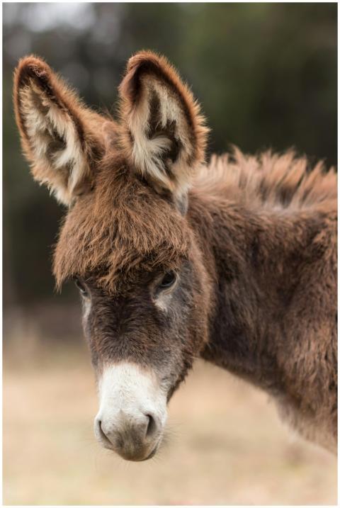 Portrait shot of a brown donkey with focus on its